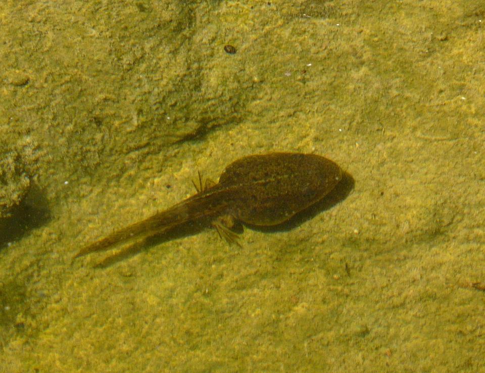 Il Laghetto del Centro di Entomologia - Piombino (LI)